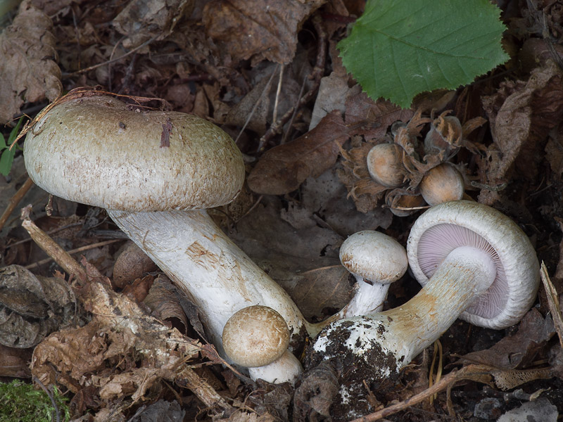 Cortinarius coalescens